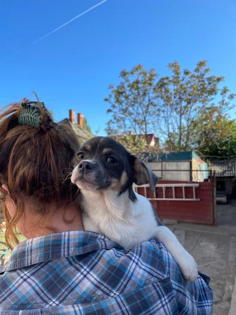 Bubo Chihuahua – Hund Chihuahua sucht ein Zuhause in Ungarn