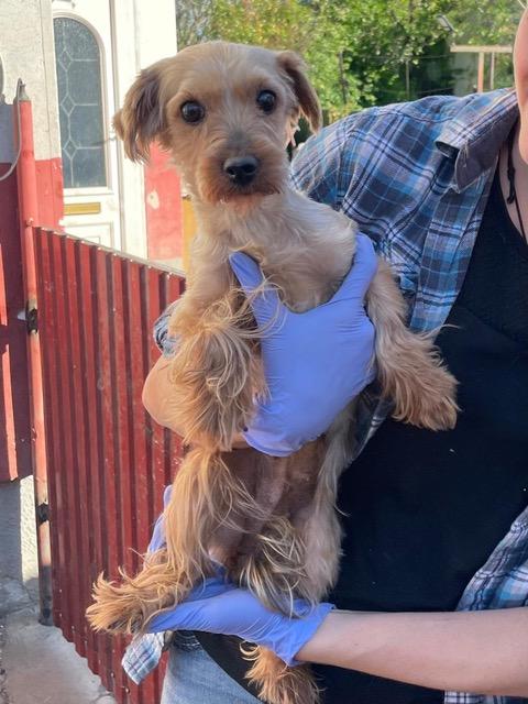 Emma Yorkshire Terrier – Hund Yorkshire Terrier sucht ein Zuhause in Ungarn