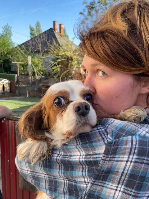 Amanda – Hund Cavalier King Charles Spaniel sucht ein Zuhause in Ungarn