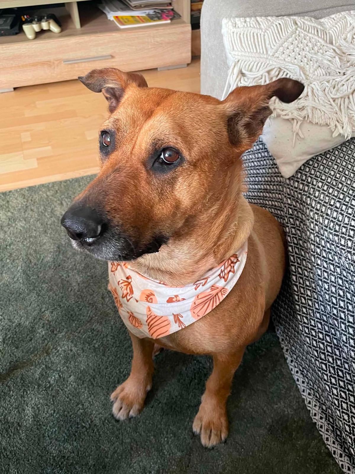 Luna Mischling – Hund Mischling sucht ein Zuhause in Ungarn