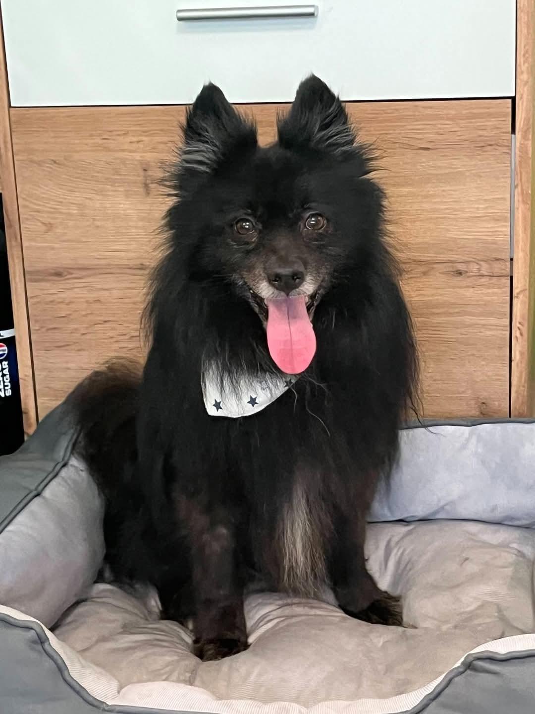 Casper Kleinspitz – Hund Kleinspitz sucht ein Zuhause in Ungarn