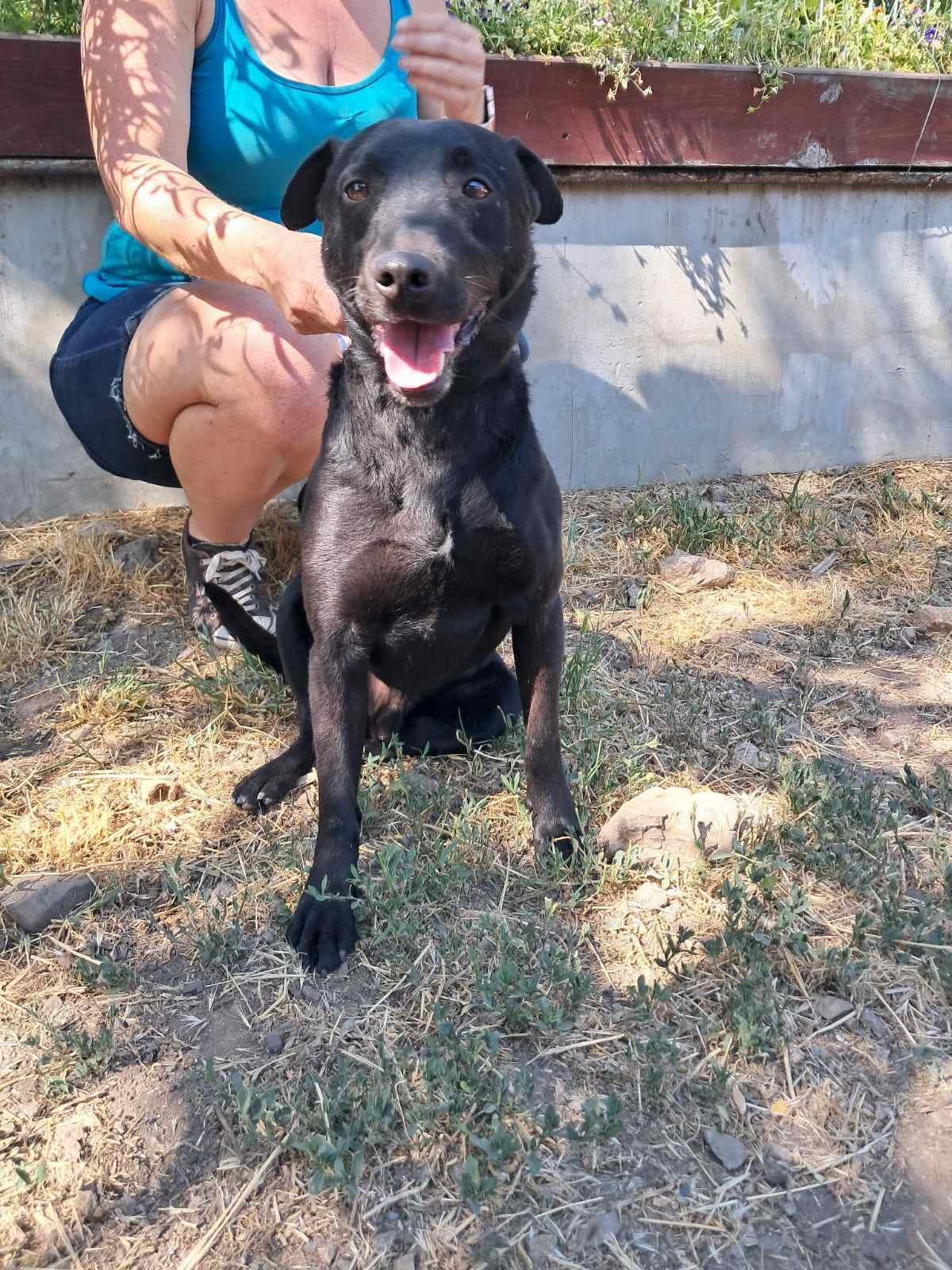 Szurok – Hund Shar-Pei sucht ein Zuhause in Ungarn