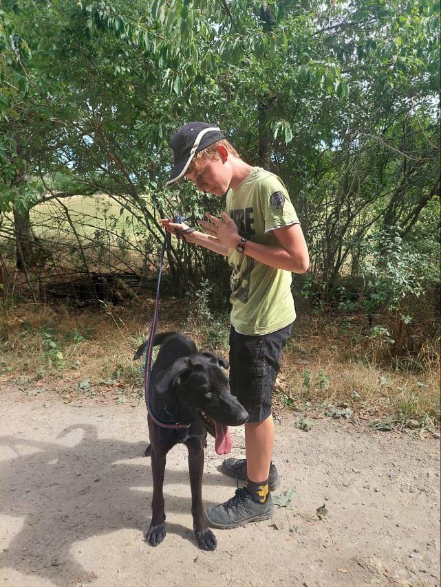 Jano Vizsla Mix – Hund Mischling sucht ein Zuhause in Ungarn