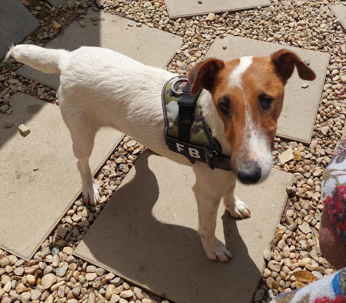 Matyi Foxterrier-Mix – Hund Fox Terrier sucht ein Zuhause in Ungarn
