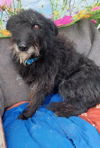 Lufi Mischling – Hund Mischling sucht ein Zuhause in Ungarn
