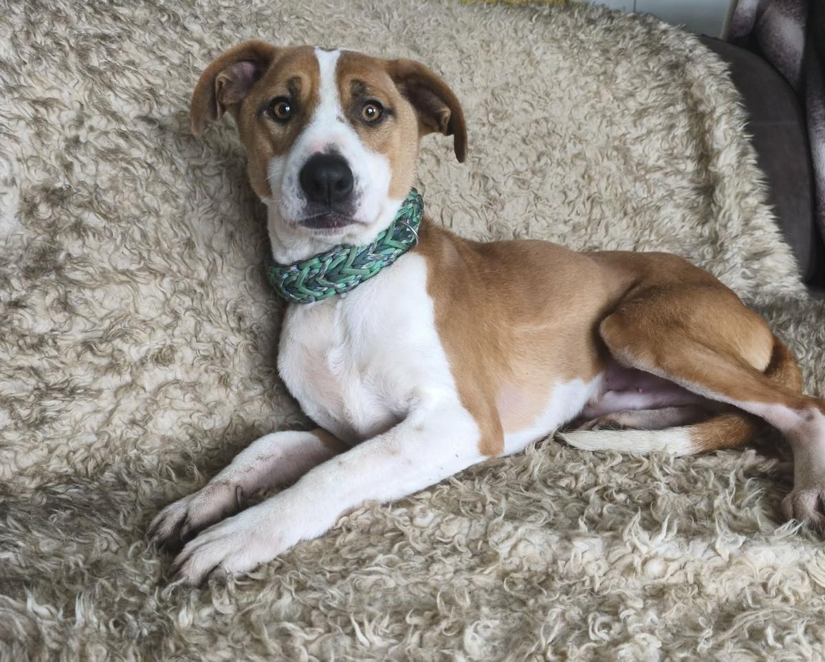 Logan Mischling – Hund Mischling sucht ein Zuhause in Ungarn