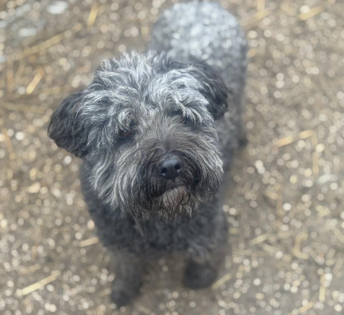 Zafir Pumi – Hund Pumi sucht ein Zuhause in Ungarn