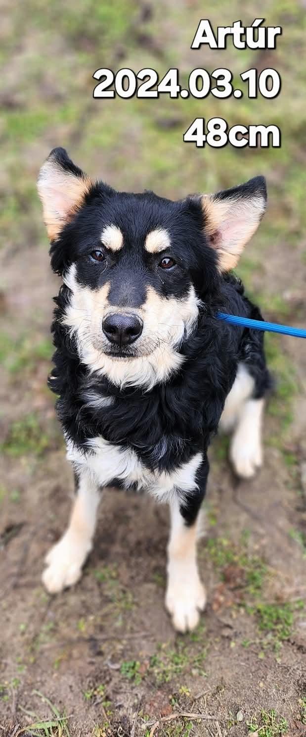 Artur Mischling – Hund Mischling sucht ein Zuhause in Ungarn