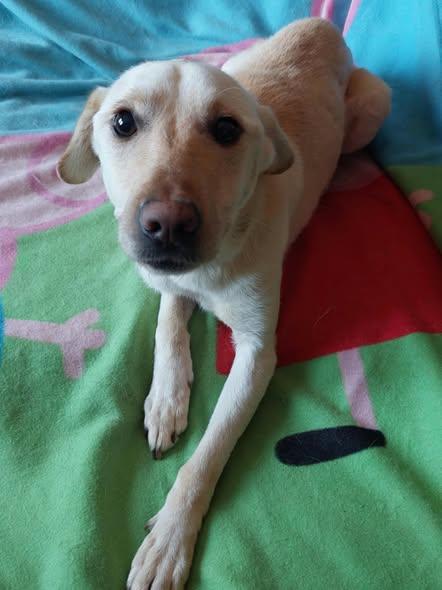 Zotya Mischling – Hund Mischling sucht ein Zuhause in Ungarn