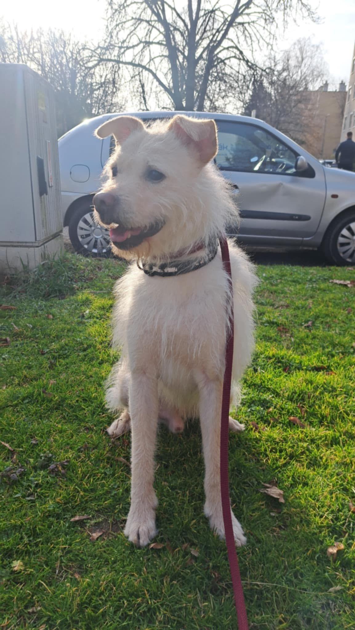 Leo Mischling – Hund Mischling sucht ein Zuhause in Ungarn
