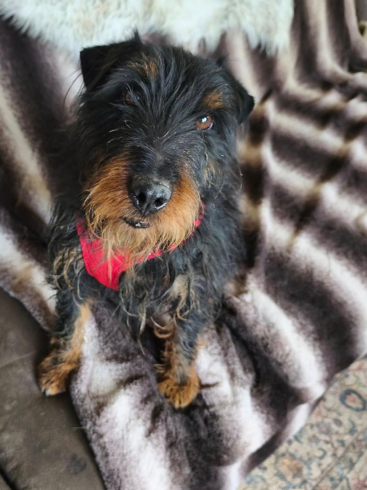 Charlie Terrier Mix – Hund Terrier-Mix sucht ein Zuhause in Ungarn