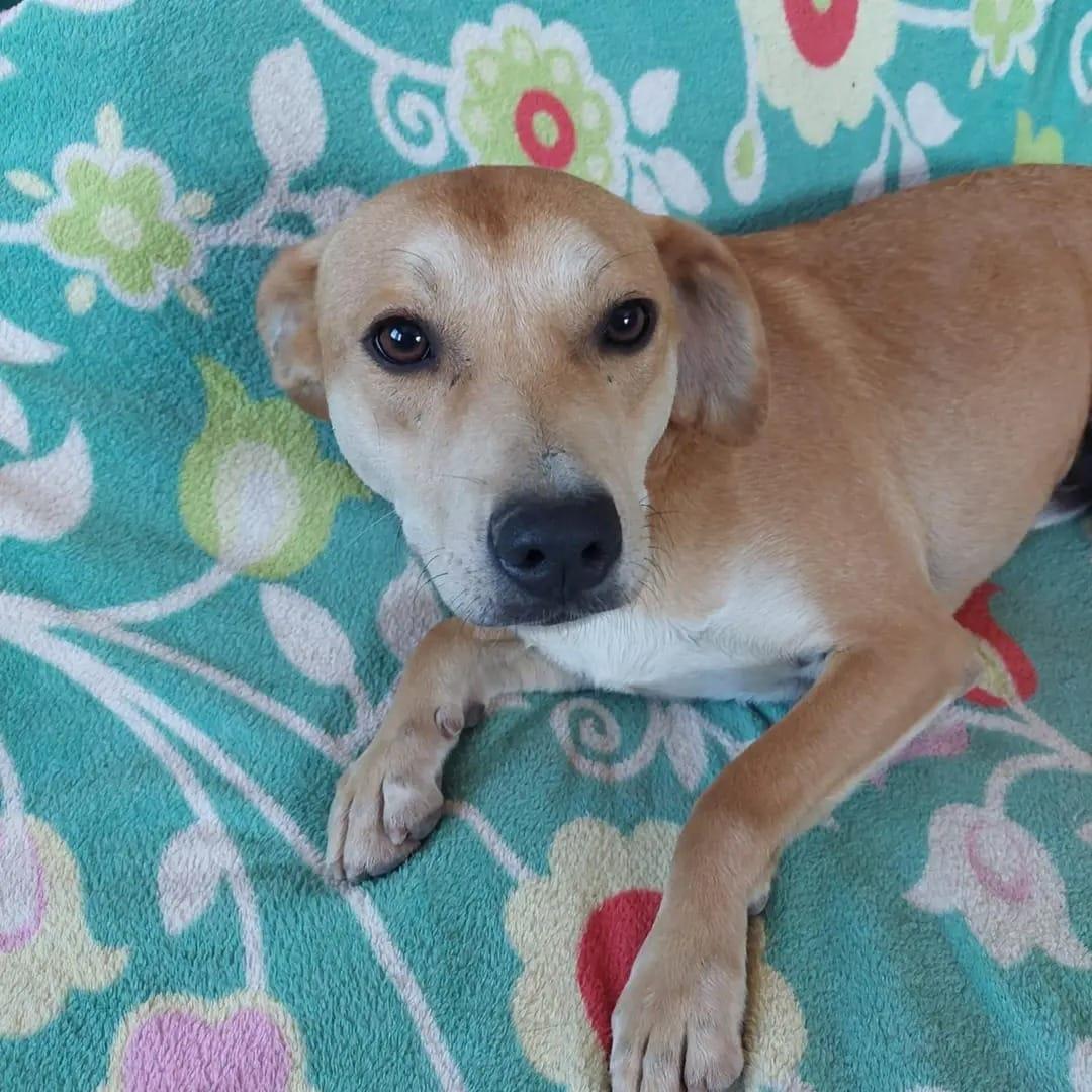 Alex Mischling – Hund Mischling sucht ein Zuhause in Ungarn