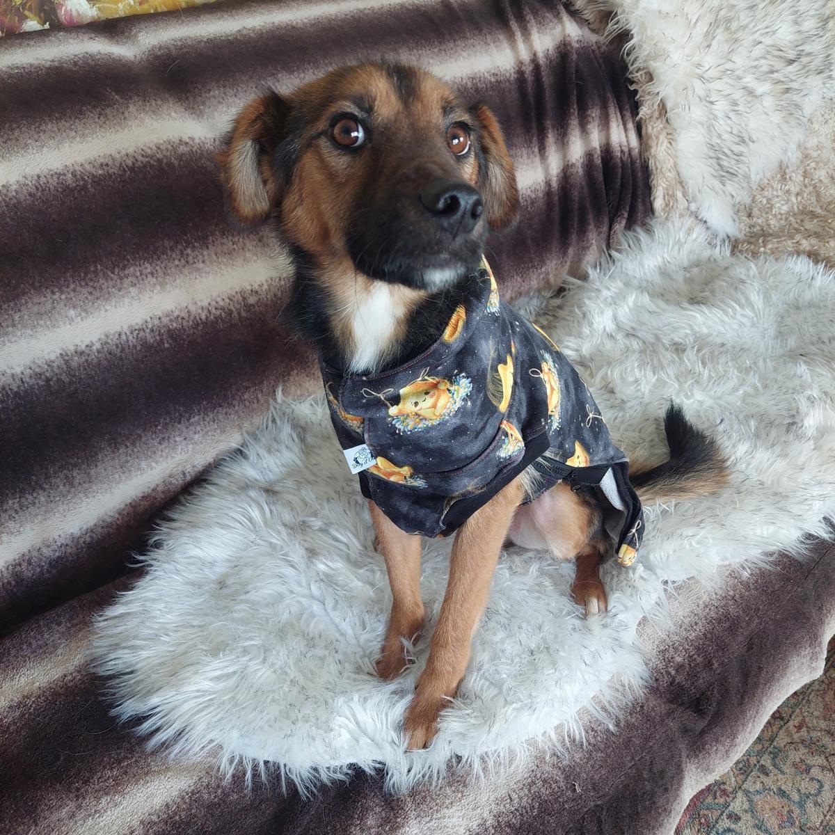 Karcsi – Hund Mischling sucht ein Zuhause in Ungarn
