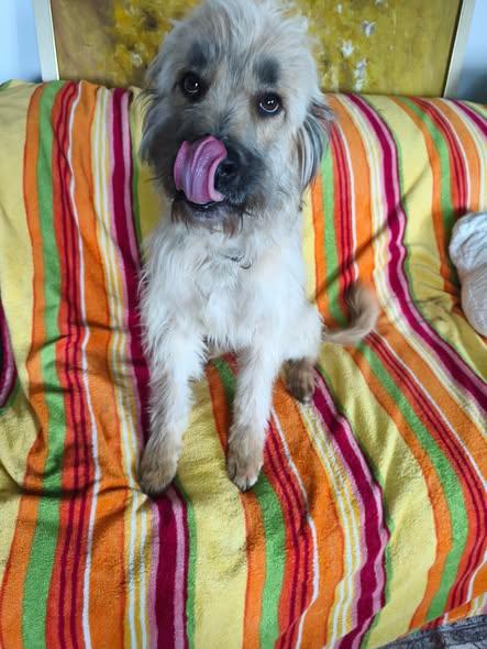 Barnabas Mischling – Hund Mischling sucht ein Zuhause in Ungarn