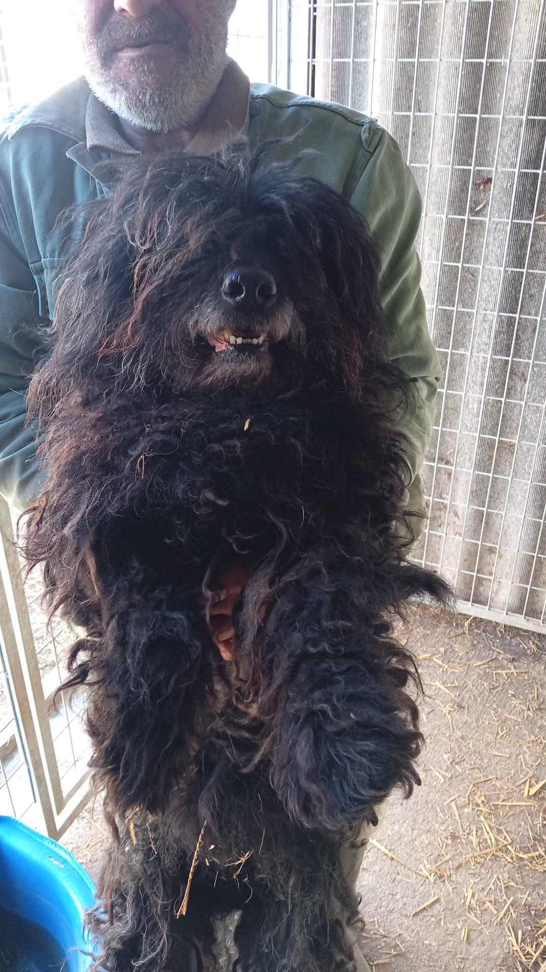 Rambo Puli Mix – Hund Puli sucht ein Zuhause in Ungarn