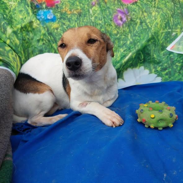 Herceg Jack Russell Mix – Hund Jack Russell Terrier sucht ein Zuhause in Ungarn