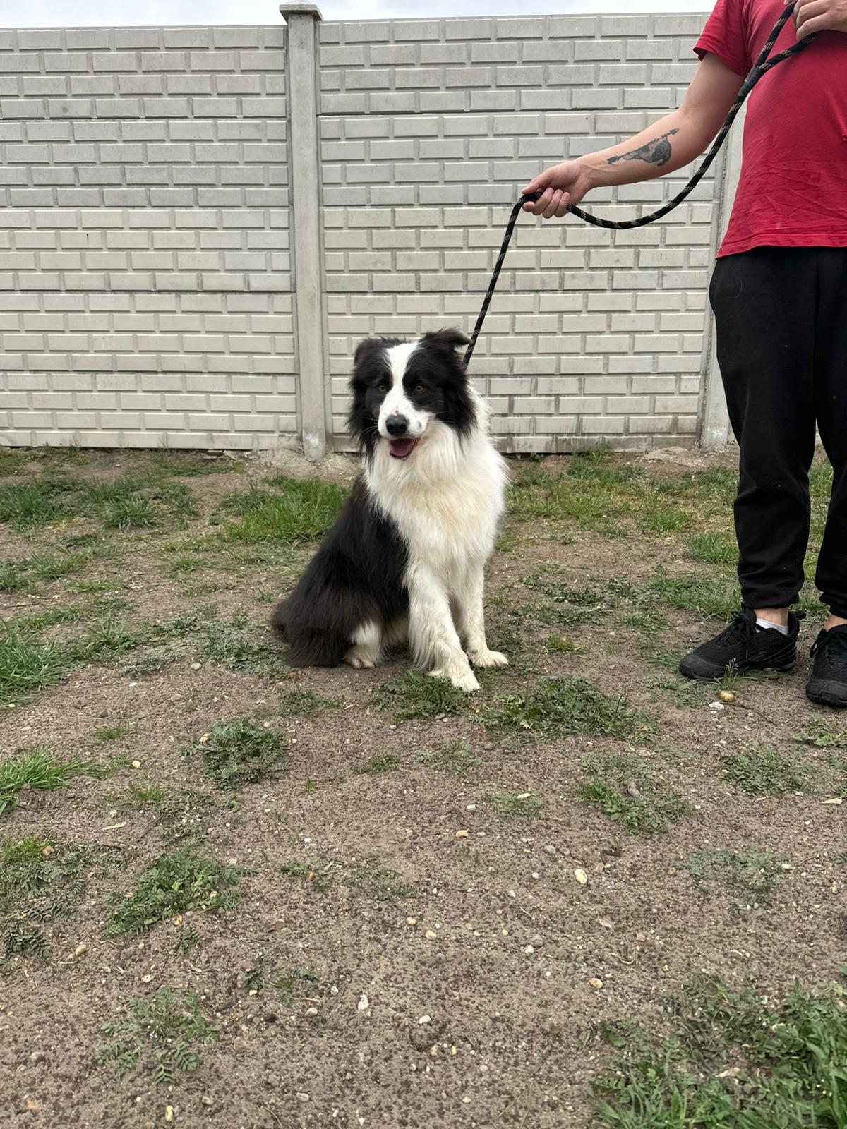 Ozan Border Collie – Hund Border Collie sucht ein Zuhause in Ungarn