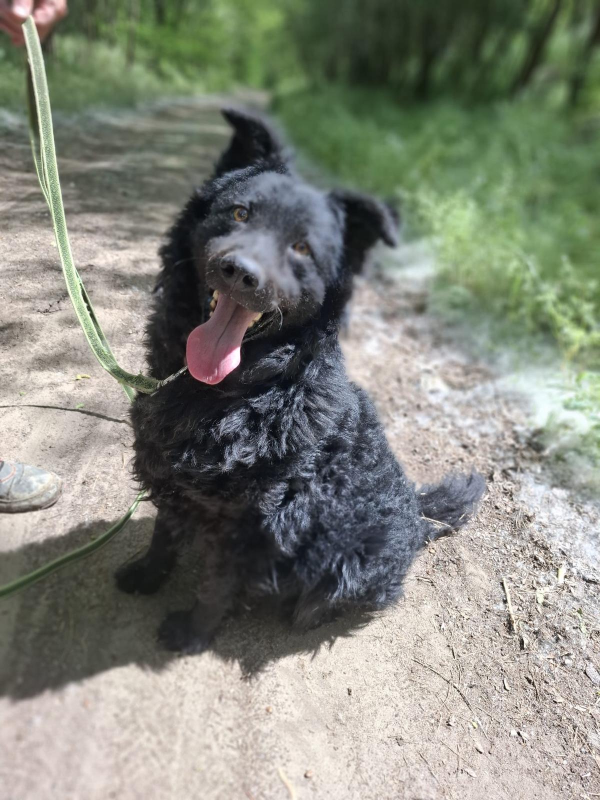 Filip Mischling – Hund Mischling sucht ein Zuhause in Ungarn
