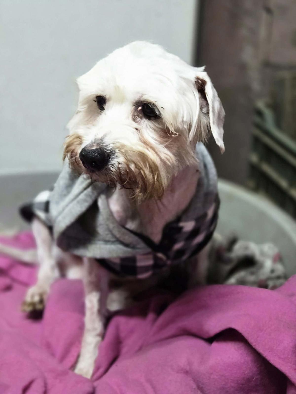 Tofu Malteser Seidenpinscher Mischling – Hund Mischling sucht ein Zuhause in Ungarn