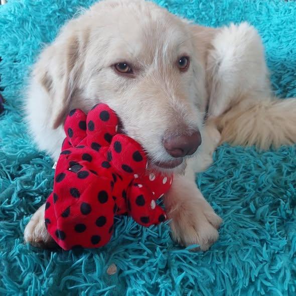 Morrison Golden Retriever Mischling – Hund Golden Retriever sucht ein Zuhause in Ungarn