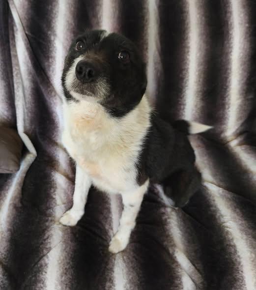 Döme Mischling – Hund Mischling sucht ein Zuhause in Ungarn