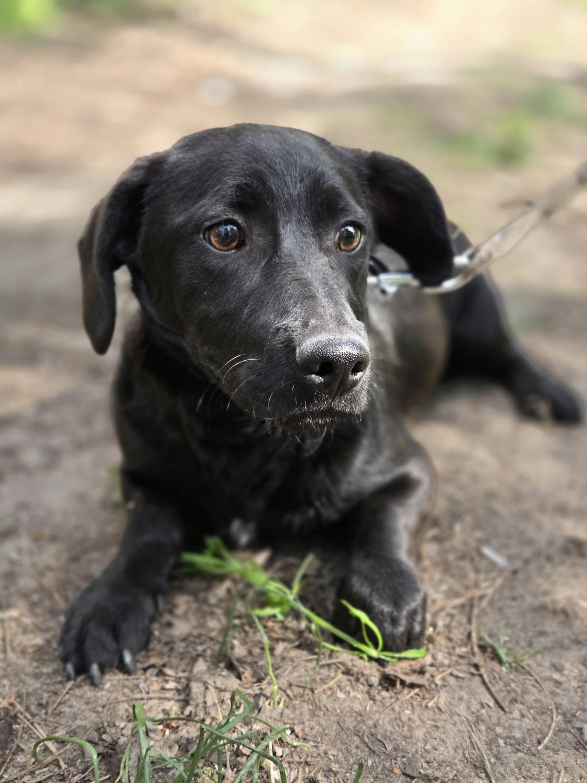 Zero Dackelmischling – Hund Dackel sucht ein Zuhause in Ungarn