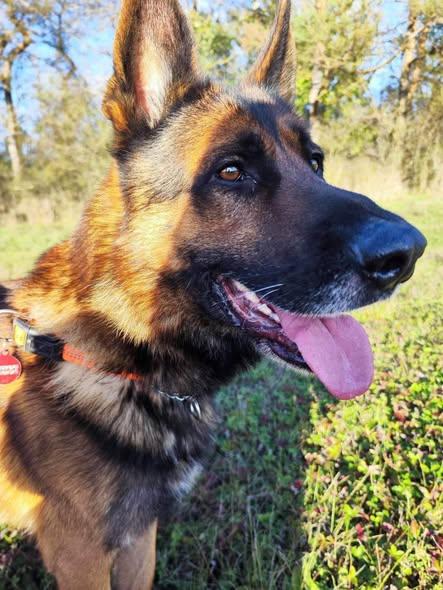 Astra Deutscher Schäferhund – Hund Deutscher Schäferhund sucht ein Zuhause in Ungarn