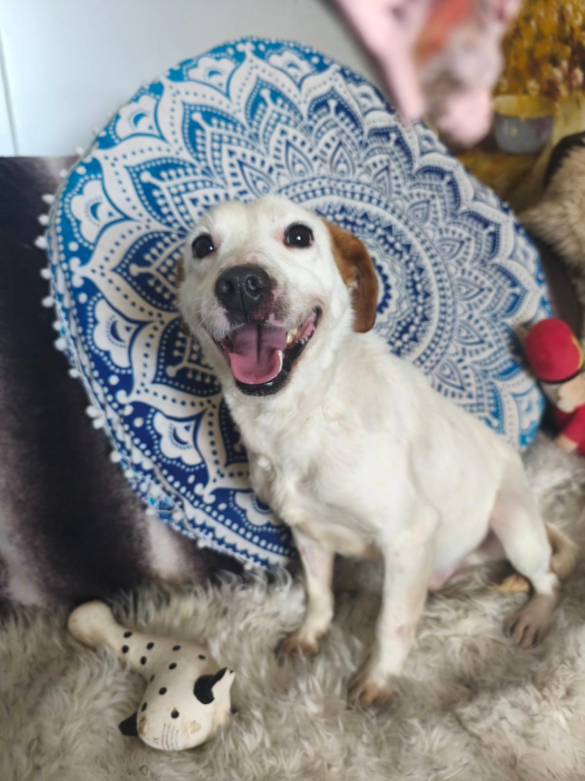 Archibald Mischling – Hund Mischling sucht ein Zuhause in Ungarn