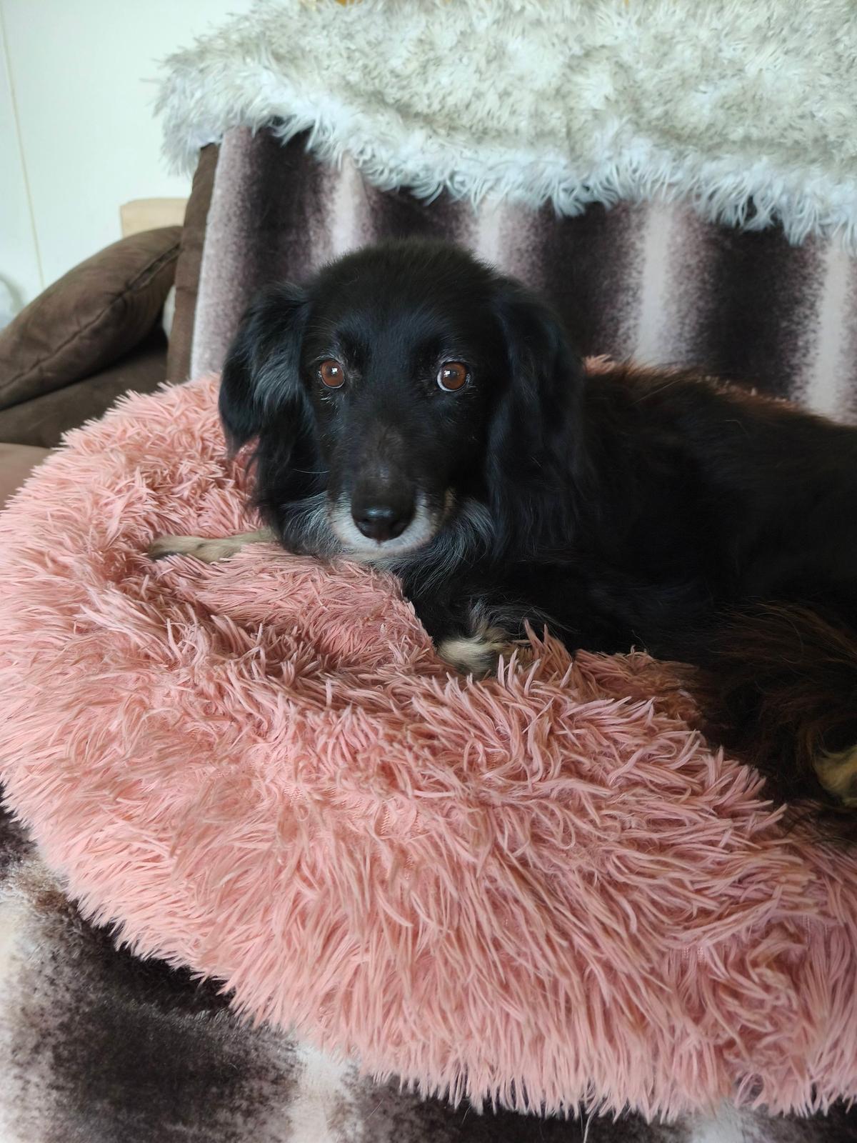 Petya Mischling – Hund Mischling sucht ein Zuhause in Ungarn