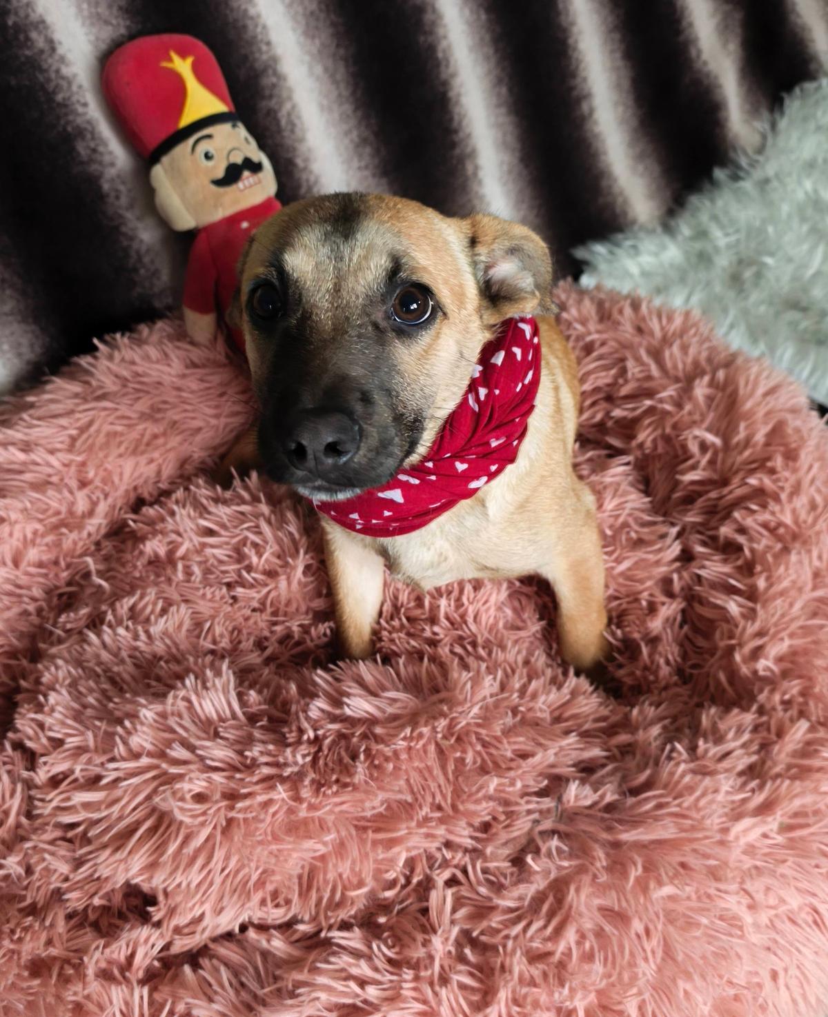 Hurby (Herbie) Mischling – Hund Mischling sucht ein Zuhause in Ungarn