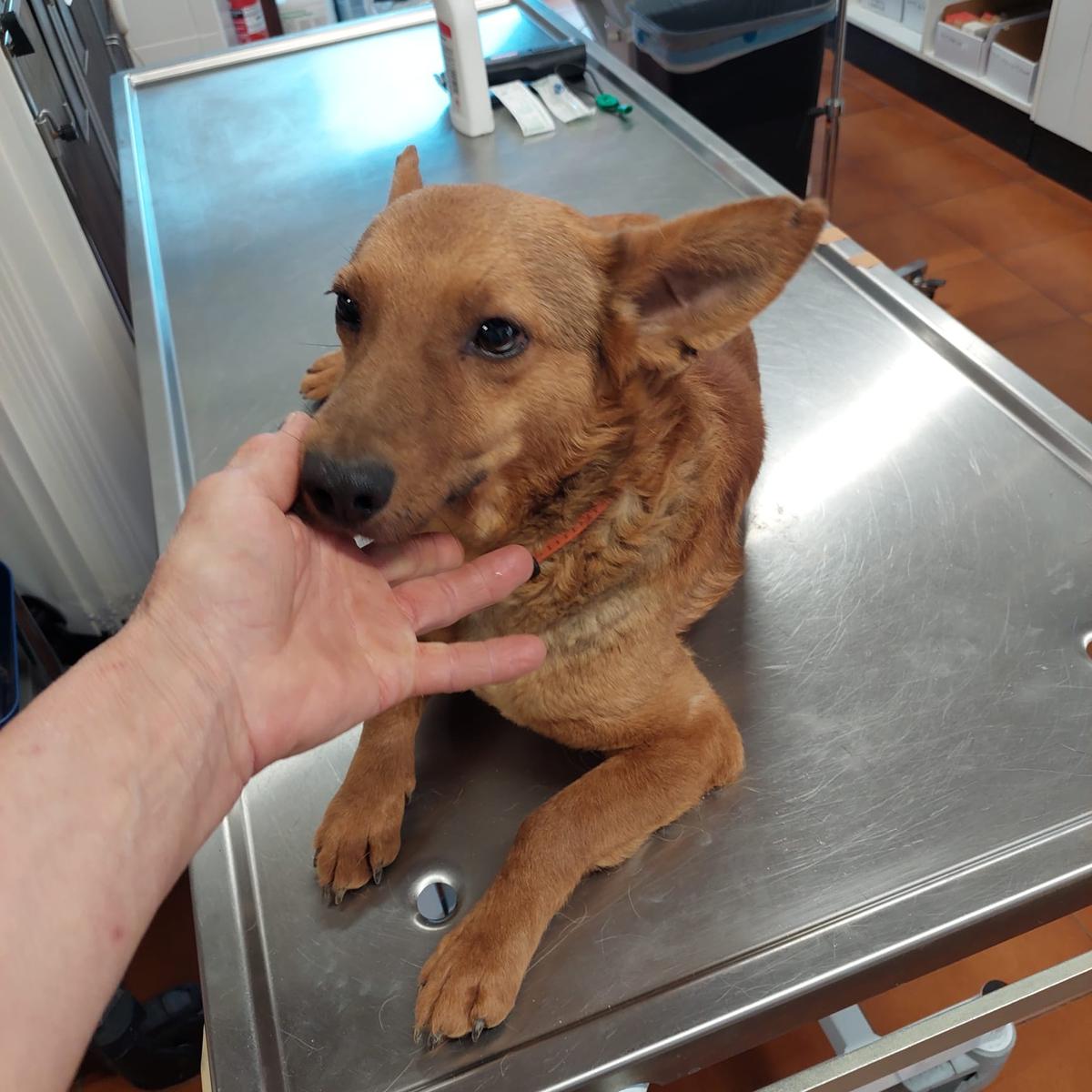 Woody Mischling – Hund Mischling sucht ein Zuhause in Ungarn