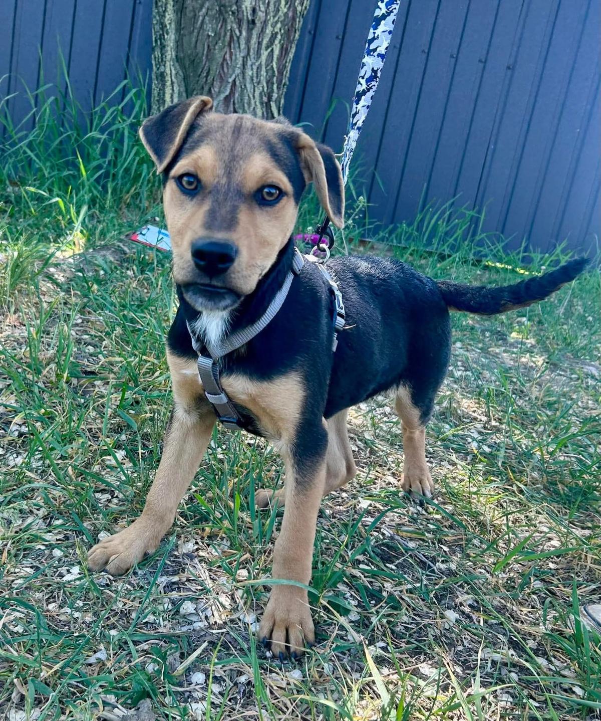 Finley Mischling – Hund Mischling sucht ein Zuhause in Ungarn