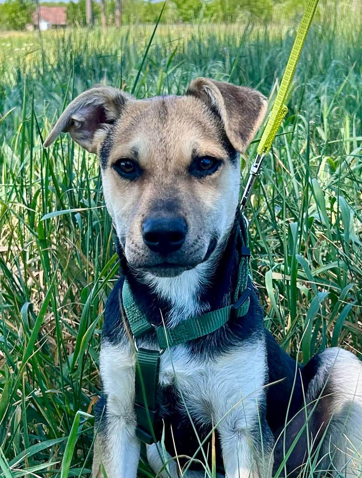 Freddy Mischling – Hund Mischling sucht ein Zuhause in Ungarn