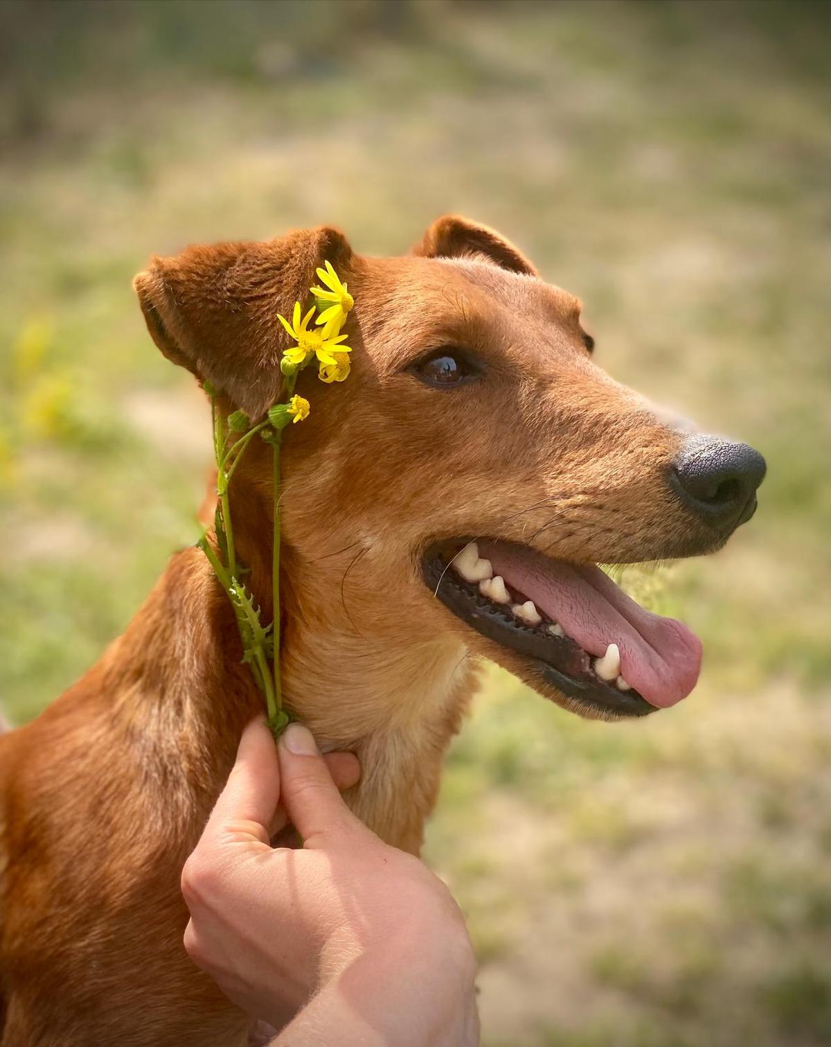 Chili Foxterrier Mischling – Hund Fox Terrier sucht ein Zuhause in Ungarn