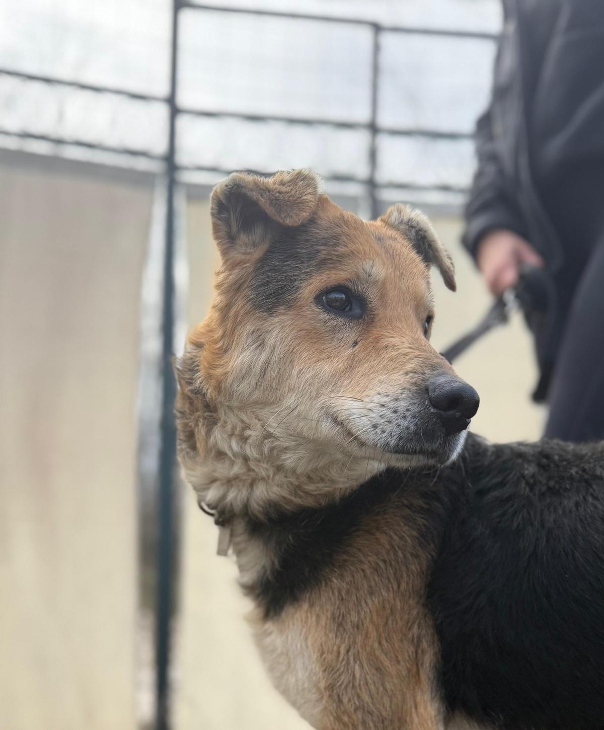 Nero Schäferhund Mischling – Hund Schäferhund-Mix sucht ein Zuhause in Ungarn