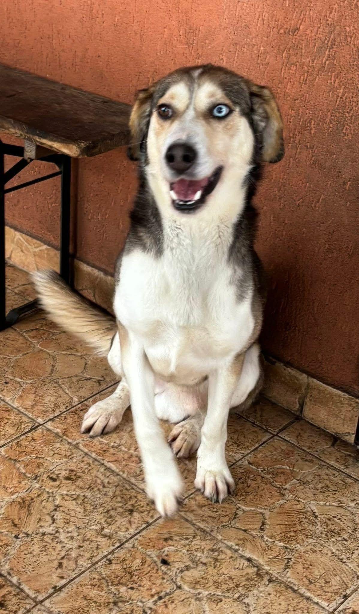 Herkules Mischling – Hund Mischling sucht ein Zuhause in Ungarn