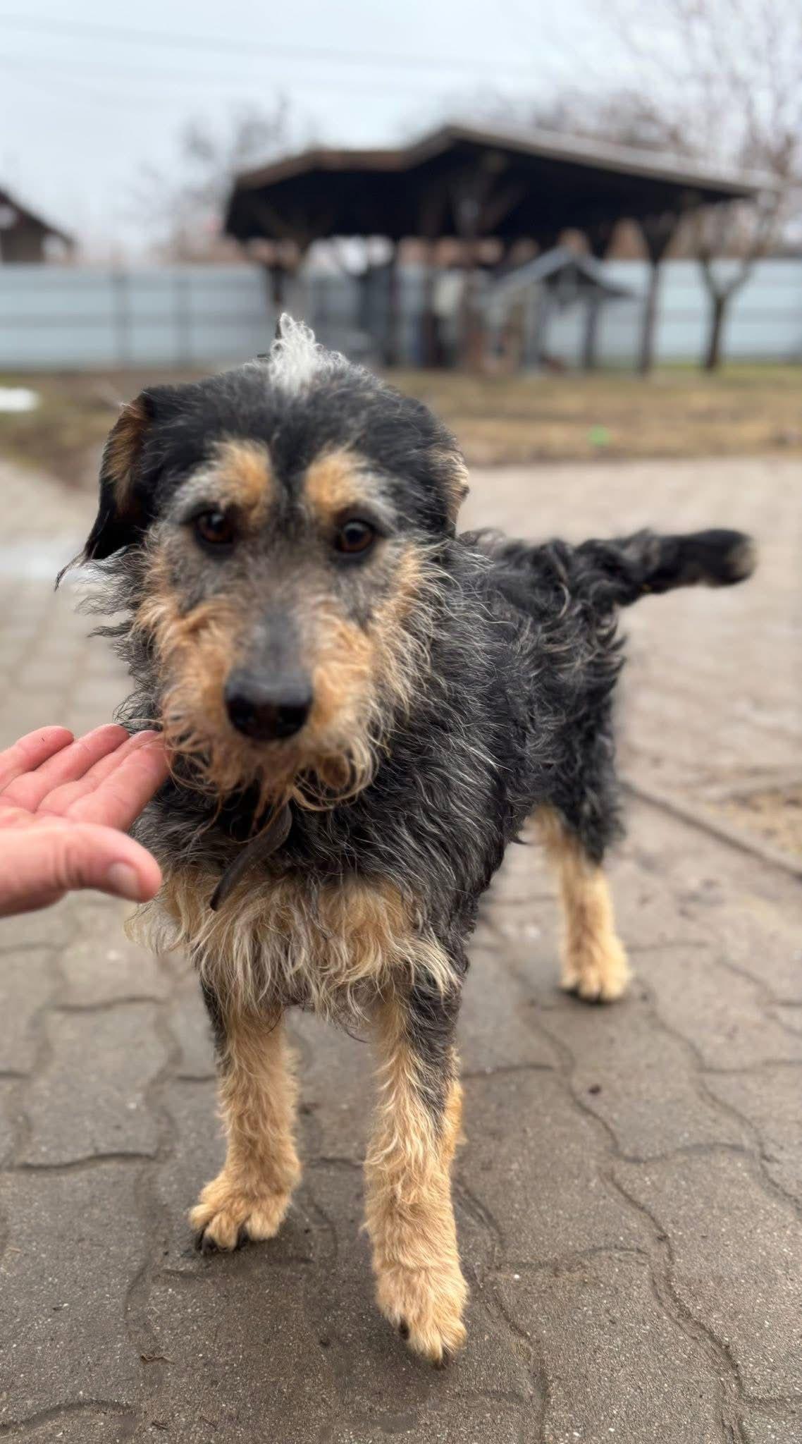 Ricky Mischling – Hund Mischling sucht ein Zuhause in Ungarn