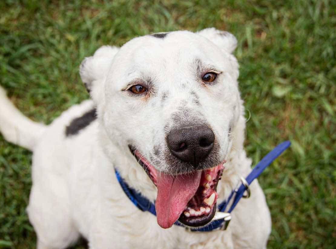 Dallas Mischling – Hund Mischling sucht ein Zuhause in Ungarn
