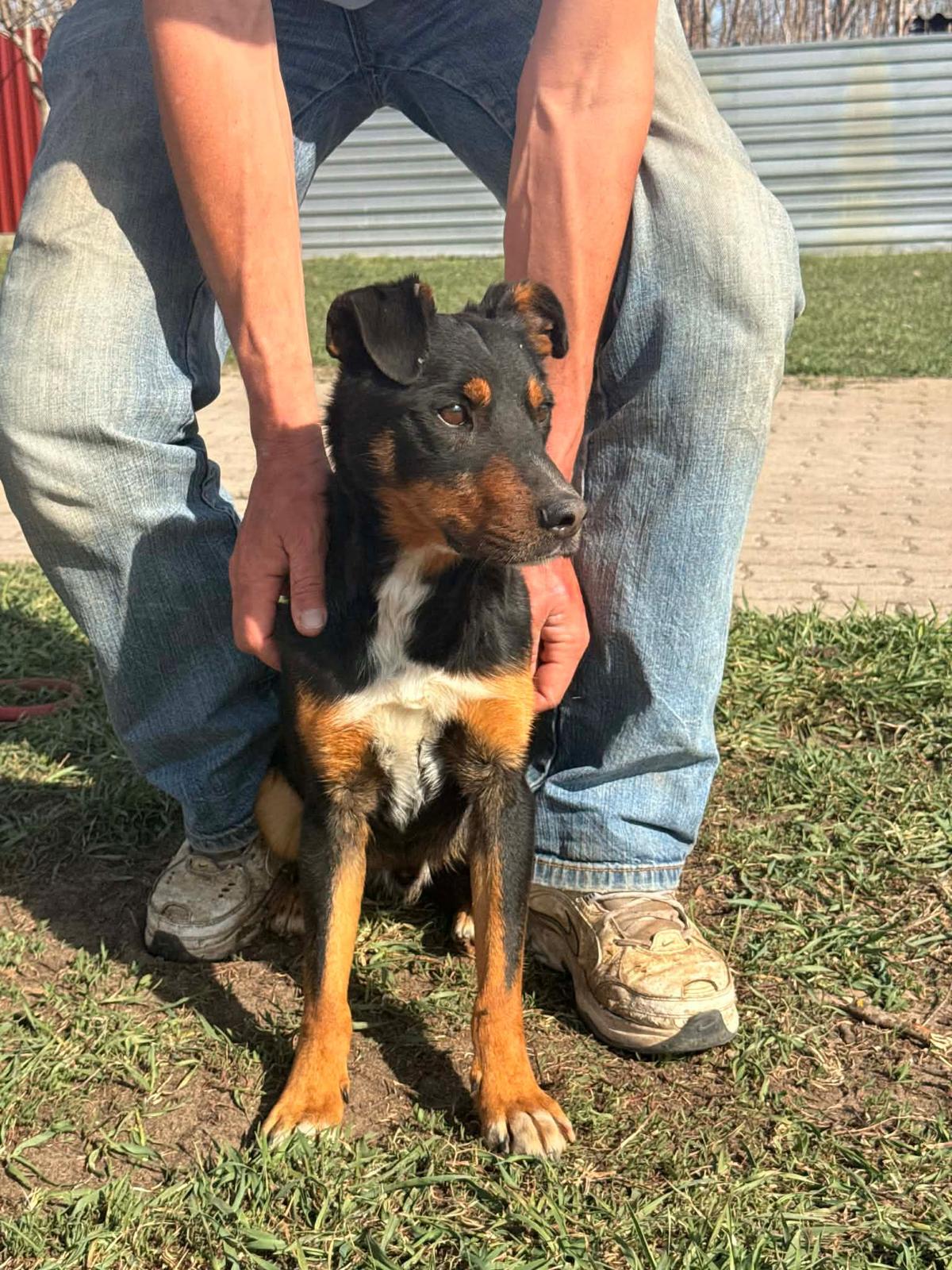 Maci Mischling – Hund Mischling sucht ein Zuhause in Ungarn