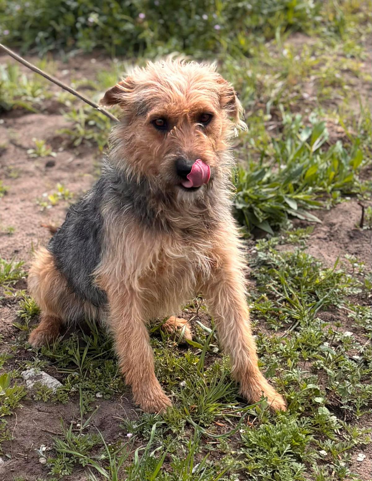 Kevin Mischling – Hund Mischling sucht ein Zuhause in Ungarn
