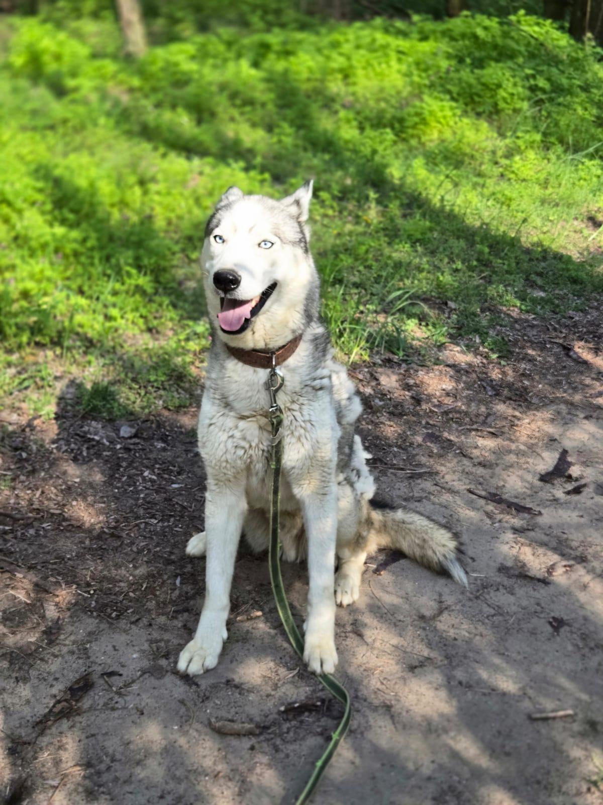 Shrei Siberian Husky – Hund Siberian Husky sucht ein Zuhause in Ungarn