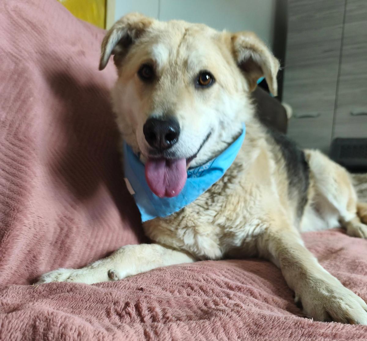 Kazi Mischling – Hund Mischling sucht ein Zuhause in Ungarn