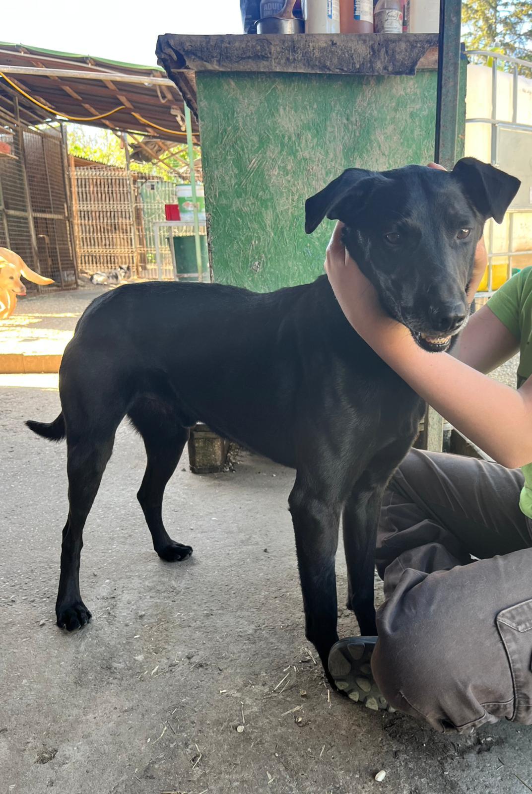 Kormos Labrador Mischling – Hund Labrador Retriever sucht ein Zuhause in Ungarn