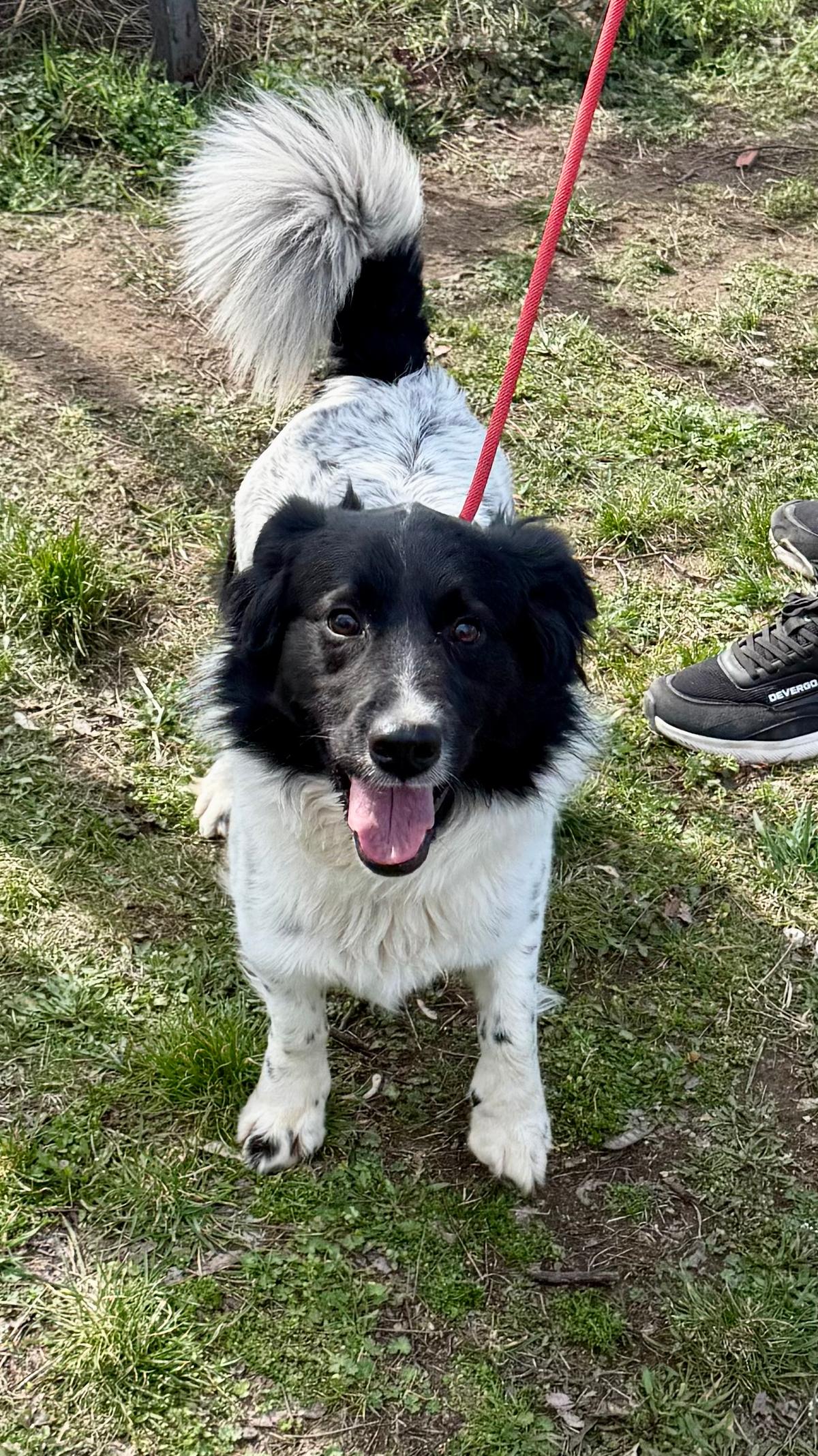 Pauli Mischling – Hund Mischling sucht ein Zuhause in Ungarn