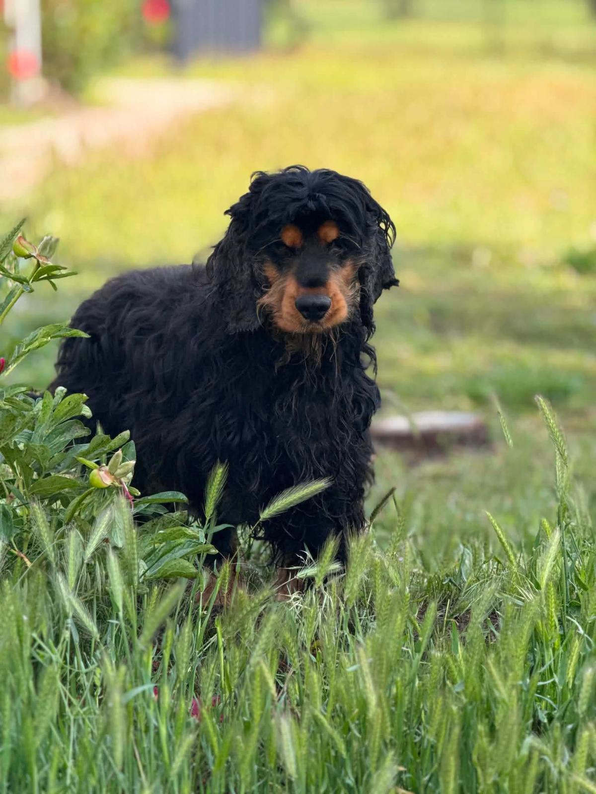 Spani Cocker Spaniel – Hund Cocker Spaniel sucht ein Zuhause in Ungarn