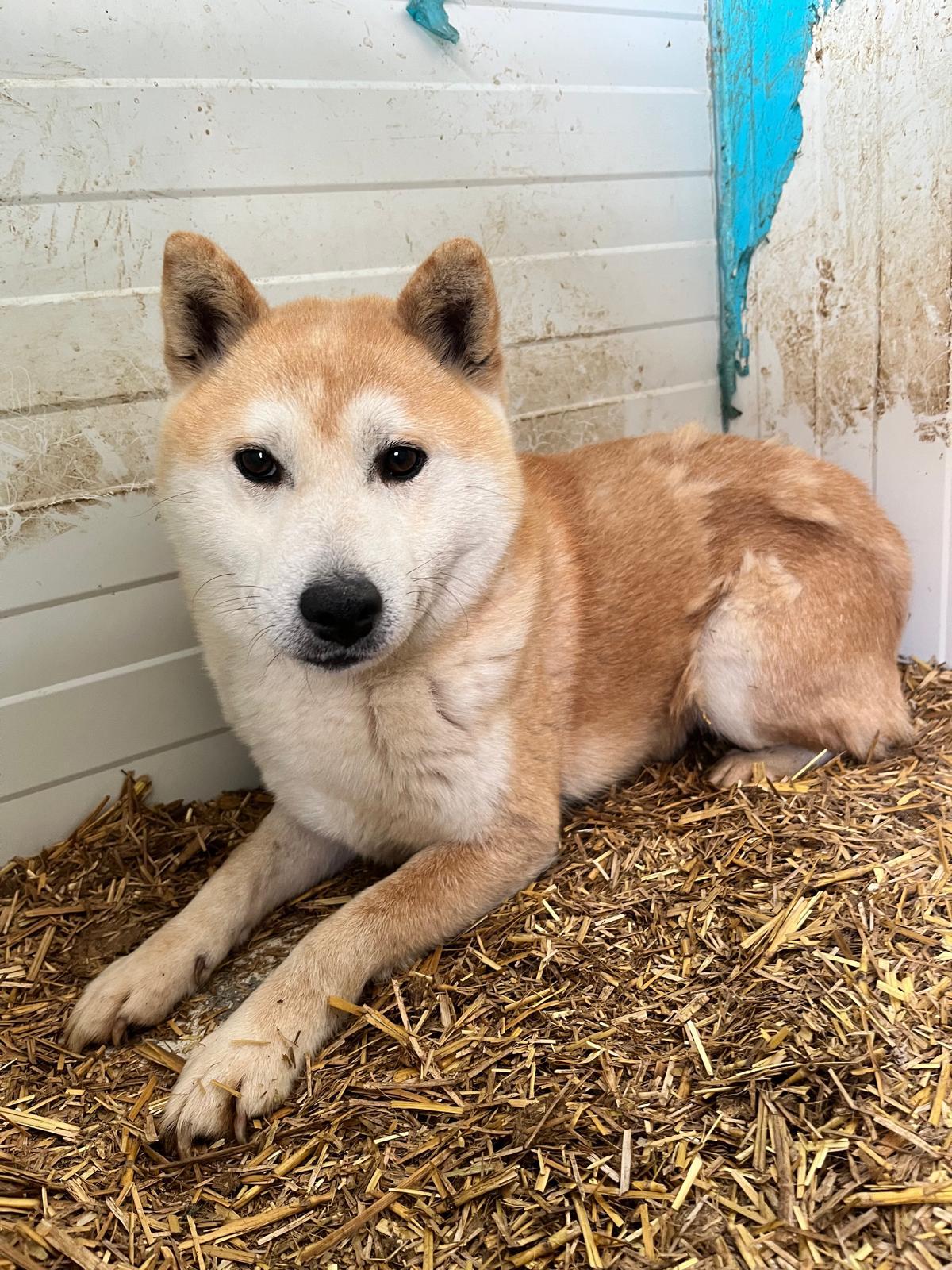 Kenji Shiba Inu – Hund Shiba Inu sucht ein Zuhause in Ungarn