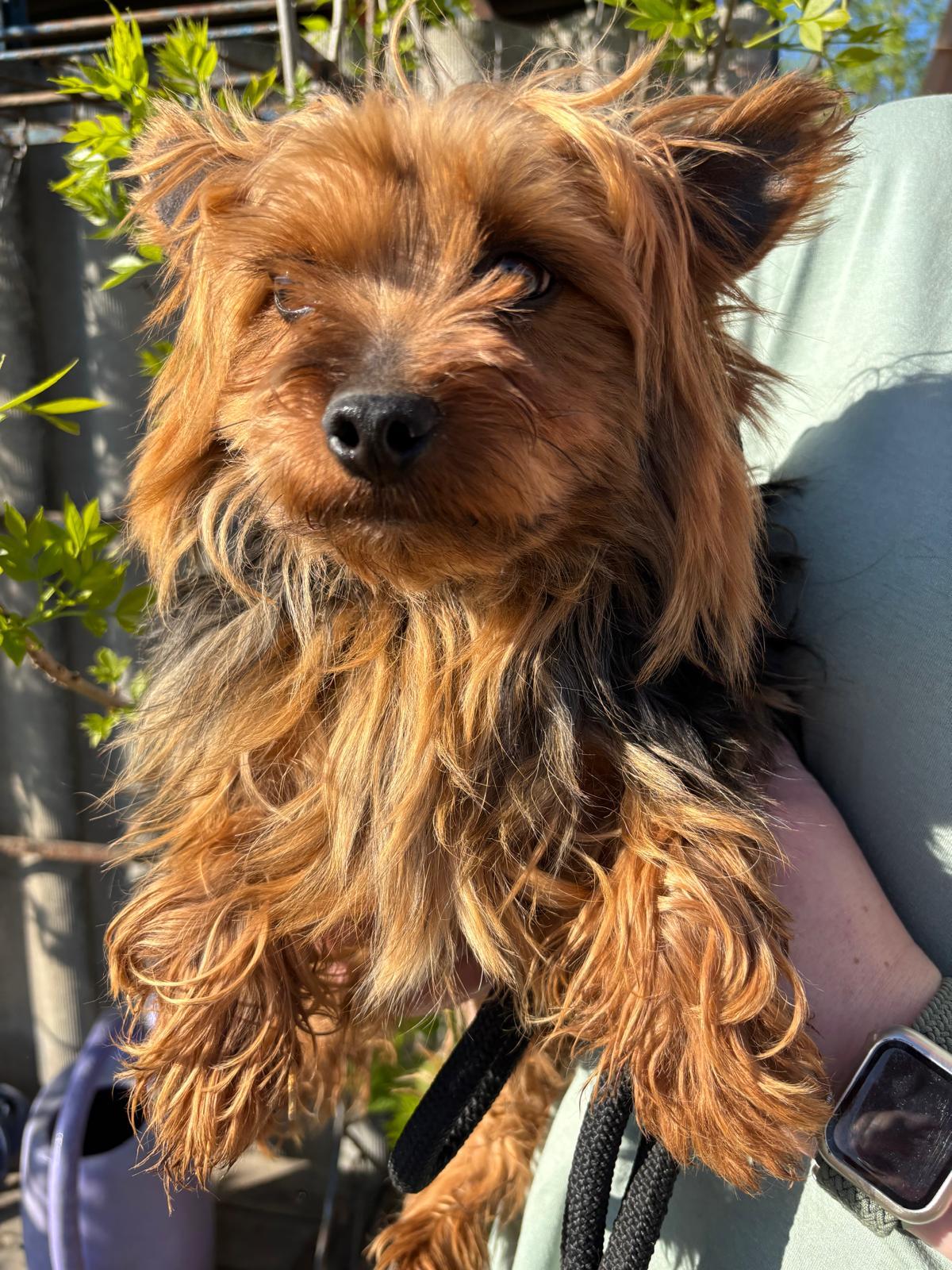 Marci Yorkshire Terrier – Hund Yorkshire Terrier sucht ein Zuhause in Ungarn