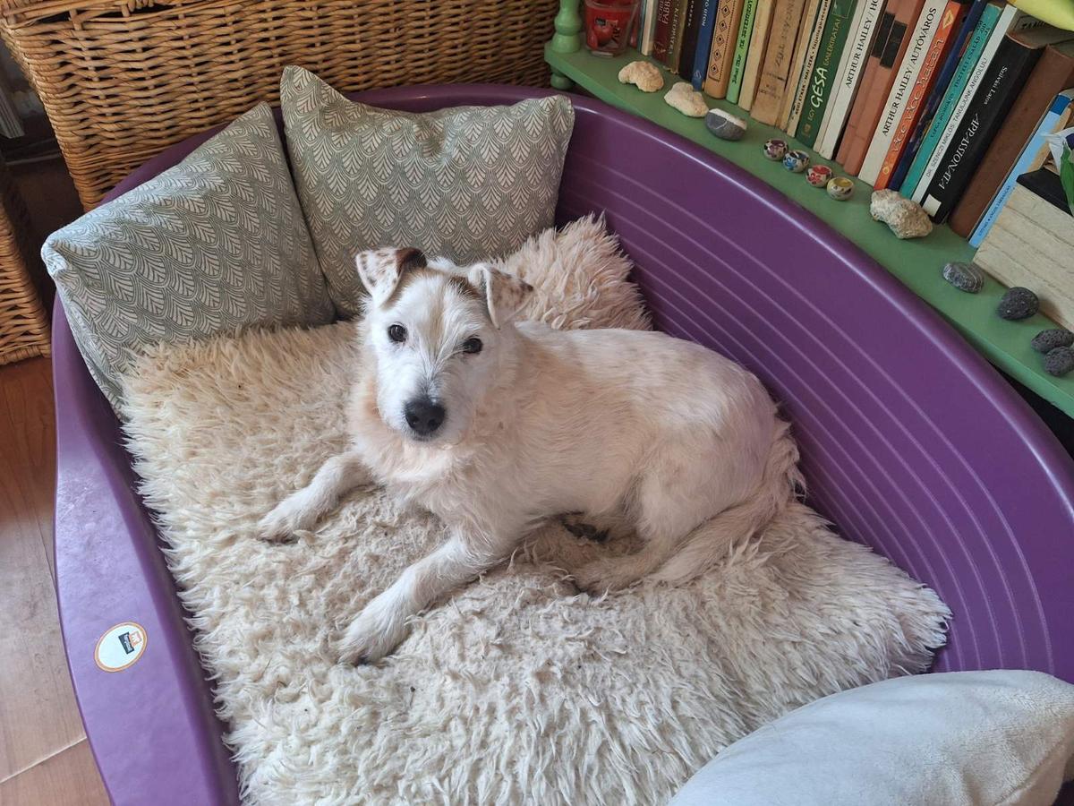 Pötyi Scottish Terrier Mix – Hund Schottischer Terrier sucht ein Zuhause in Ungarn