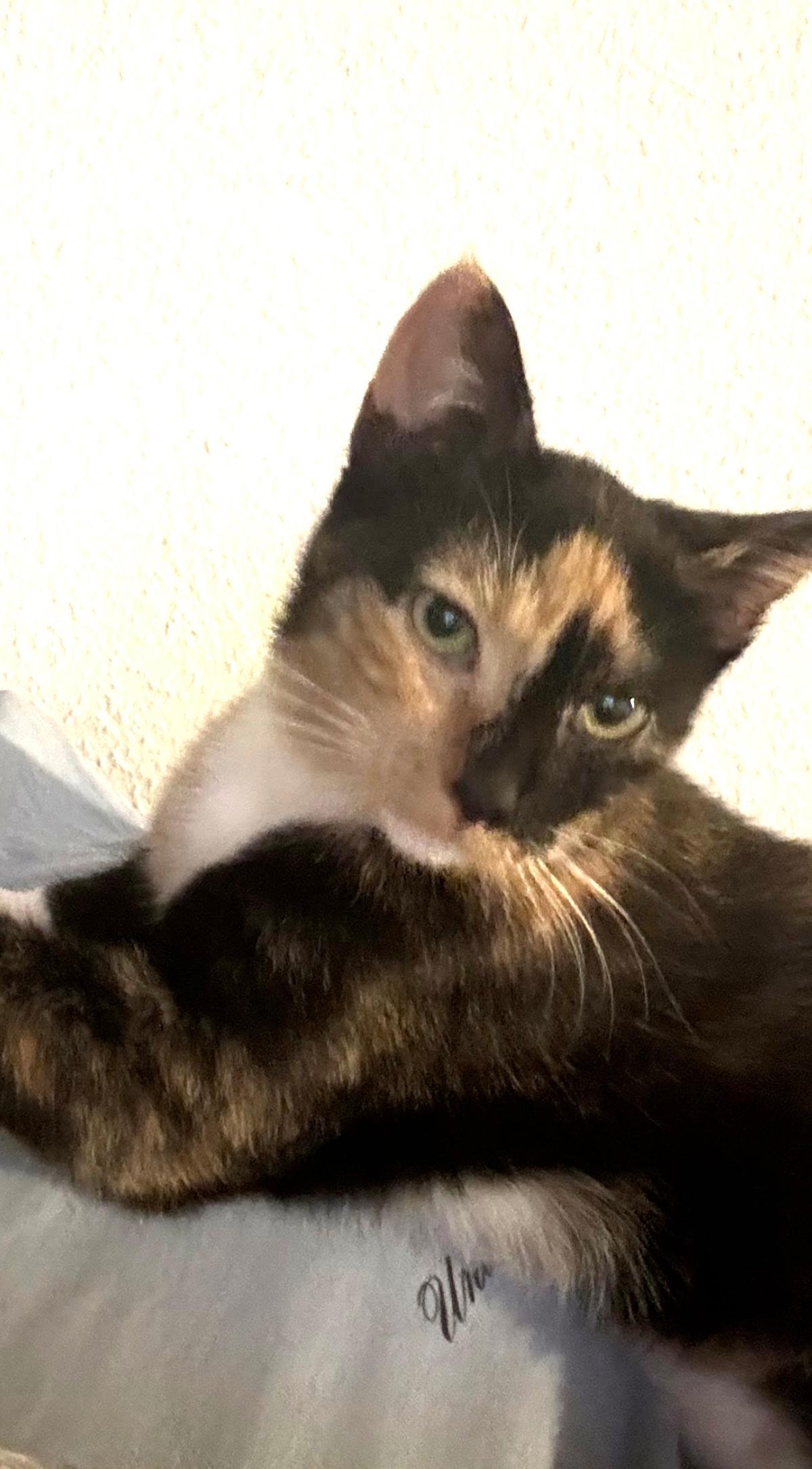 Mini und Molly suchen ein liebevolles zuhause  – Katze Hauskatze (Mischling) sucht ein Zuhause in Berlin 
