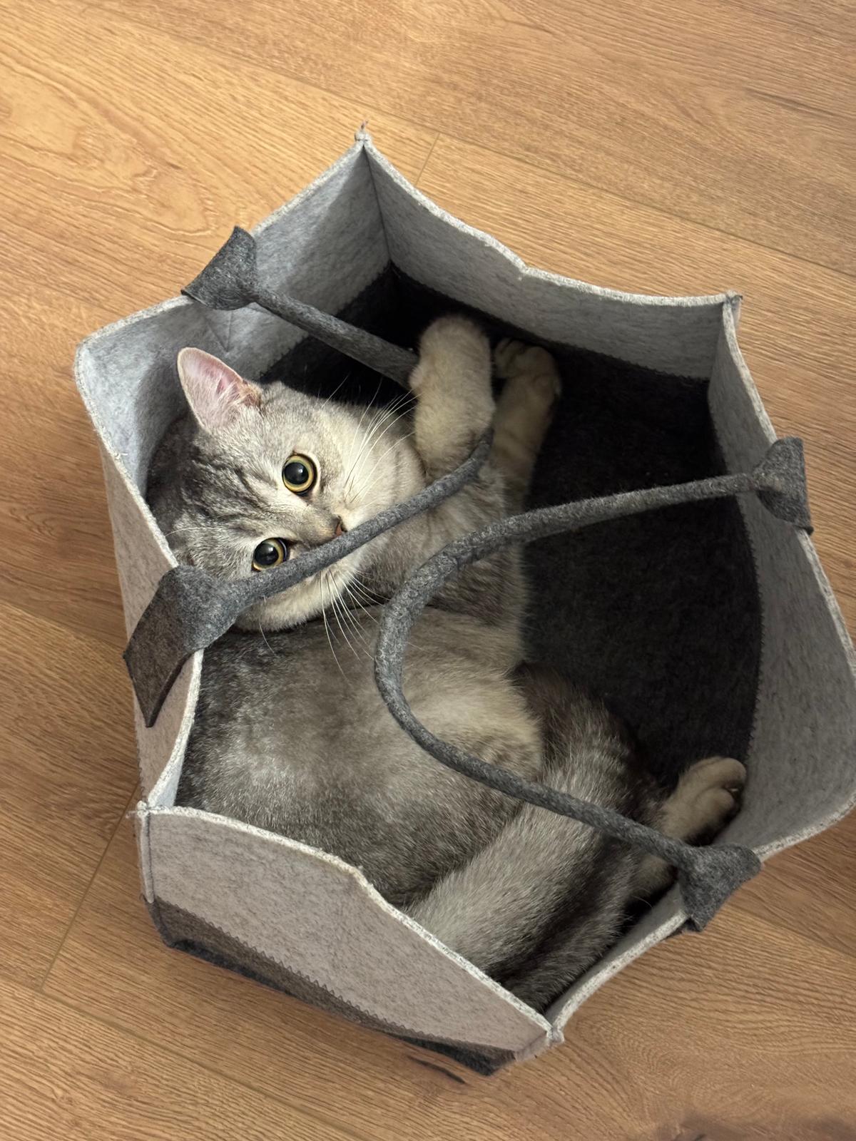 Schmuse BKH 18 Monate sucht neues zu Hause – Katze Britisch Kurzhaar sucht ein Zuhause in Dortmund